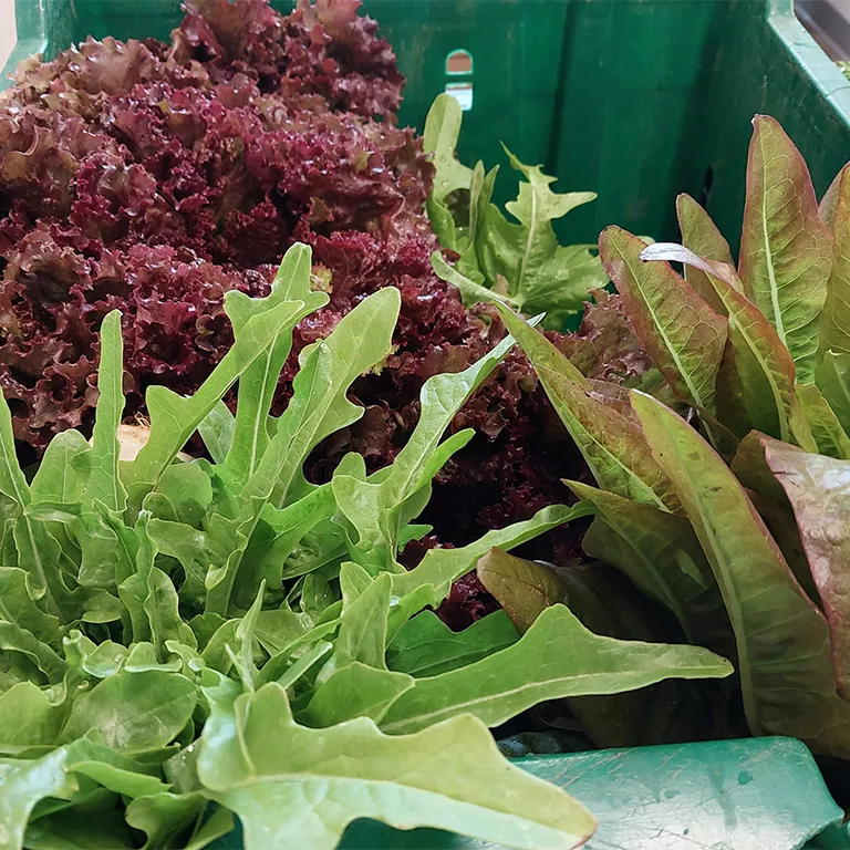  Fresh produce from Holcomb Farm (768x768px media image)