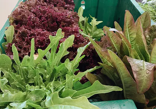 media-lettuce.webp