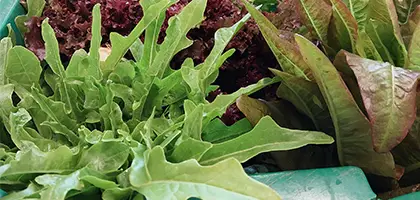 vertab-farmtofamily.webp