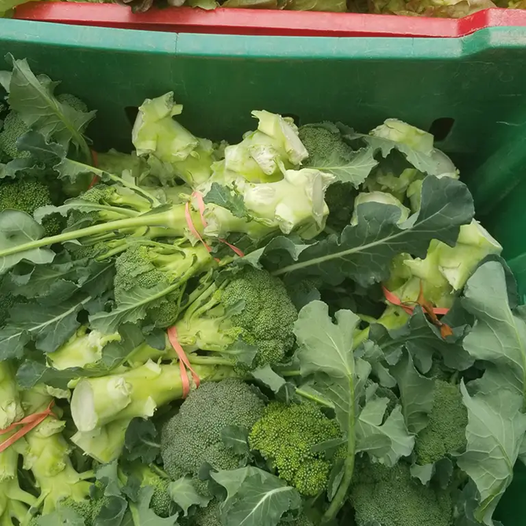 Farm-fresh produce from Holcomb Farm (768x768 accordion image)