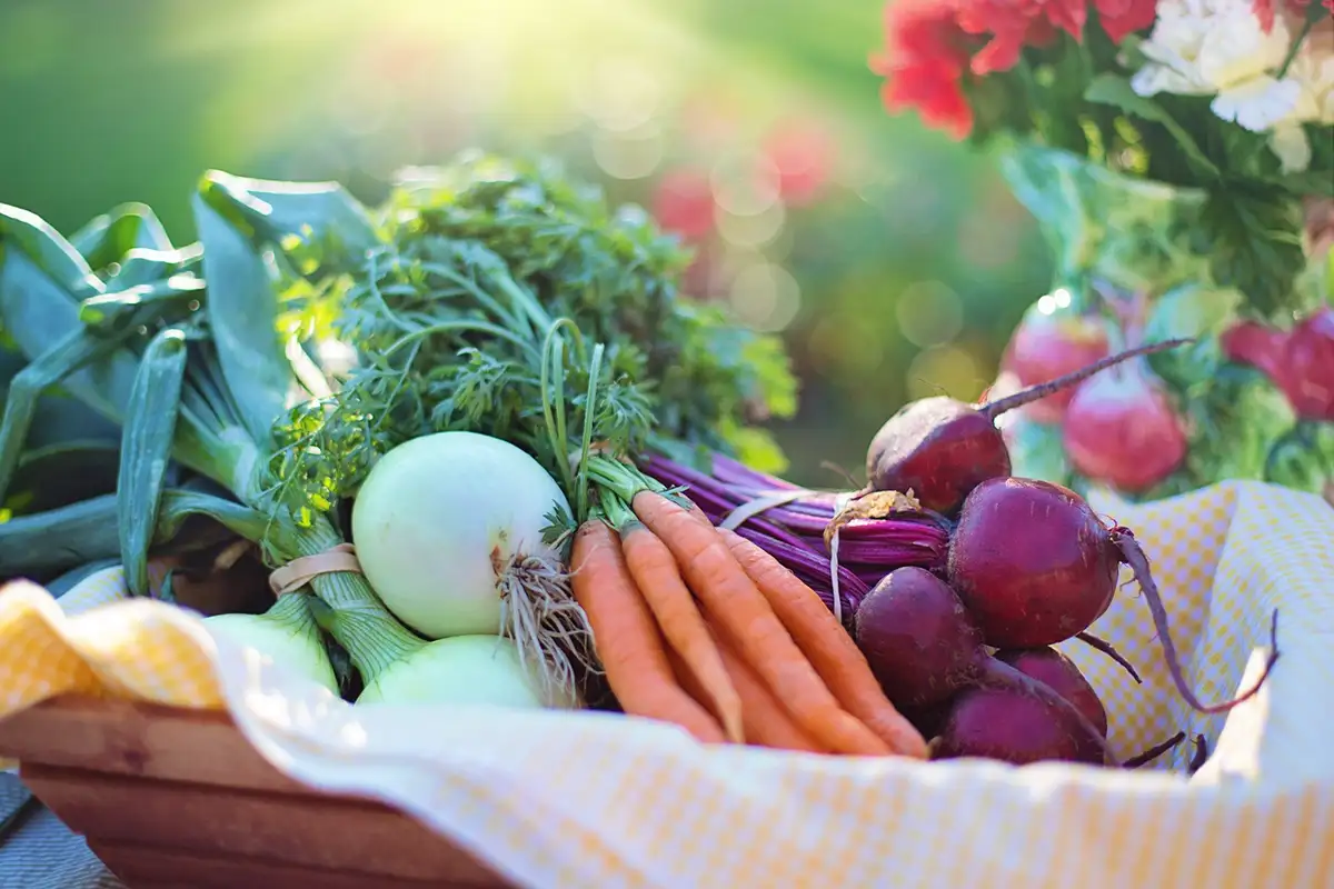 Basket of vegetables - carrots, onions, turnips