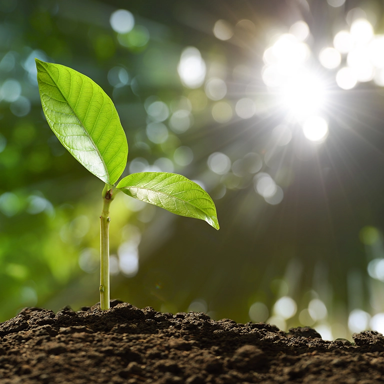 Green plant shoot with sunlight (768x768 accordion image)